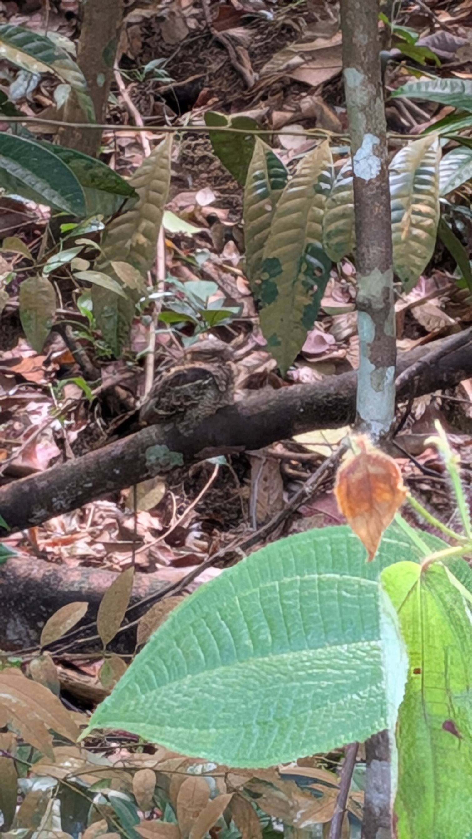 Large tail nightjar