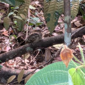 Large tail nightjar
