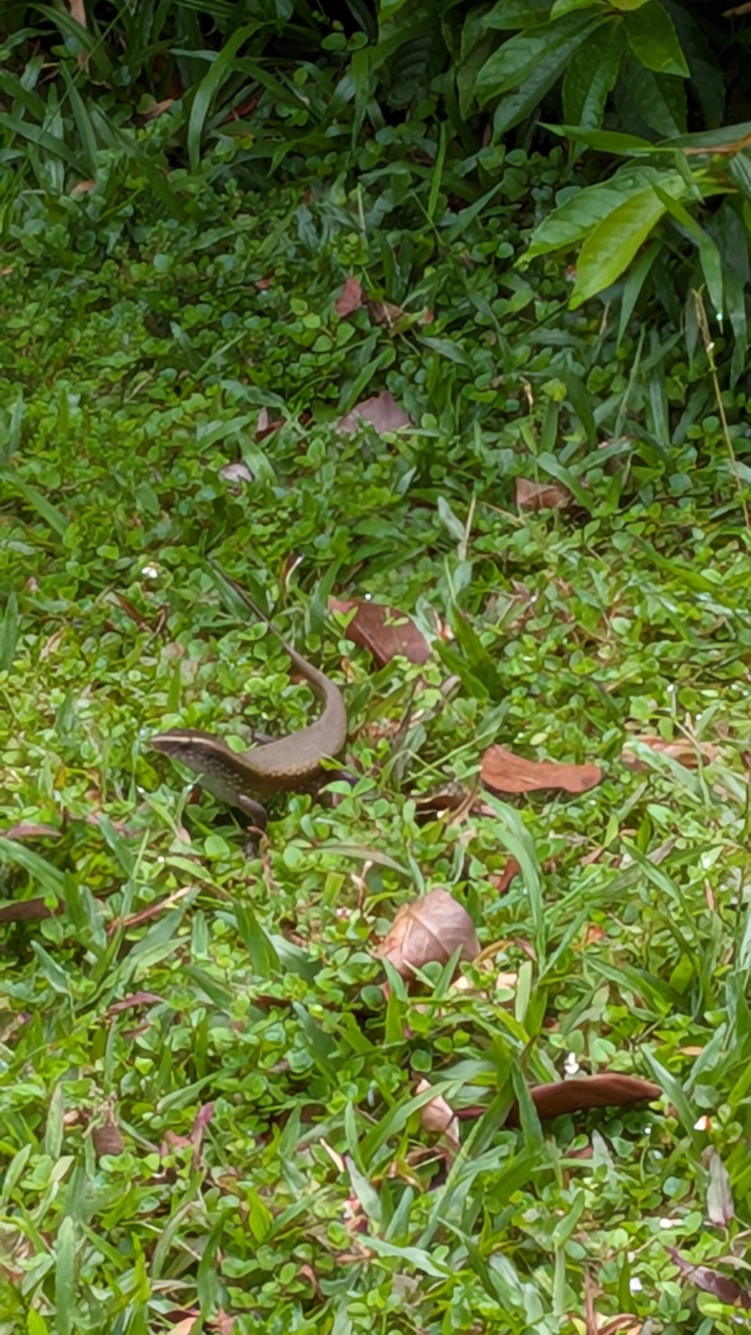 Many-lined sun skink