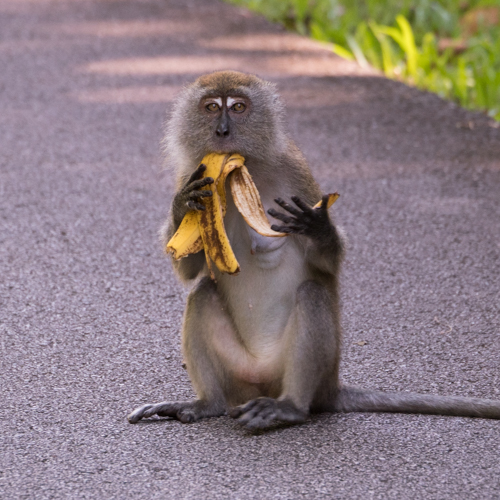 Long-tailed macaque