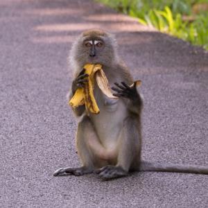 Long-tailed macaque