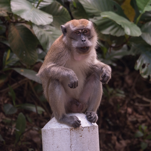 Long-tailed macaque