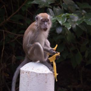 Long-tailed macaque