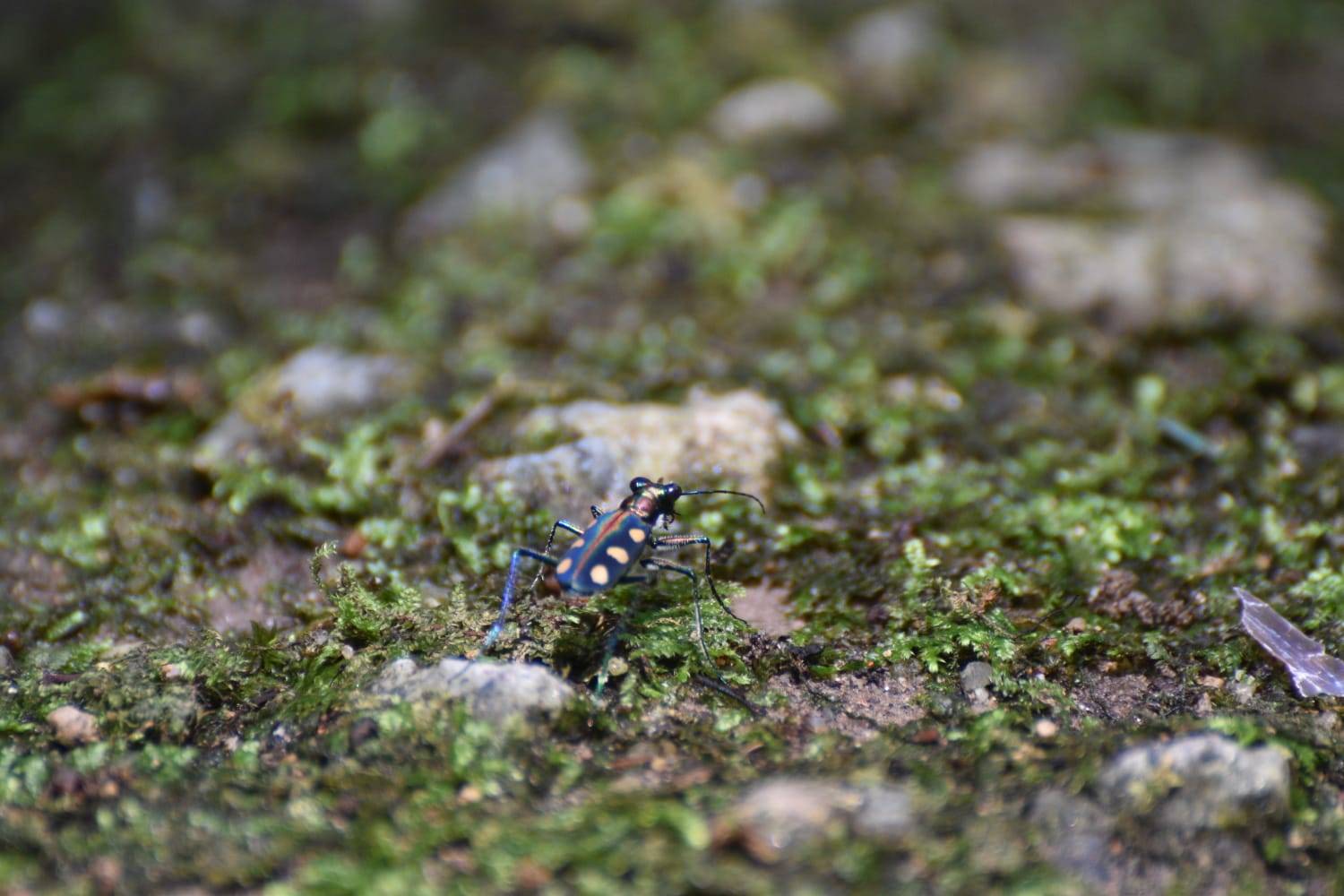 Cicindela aurulenta