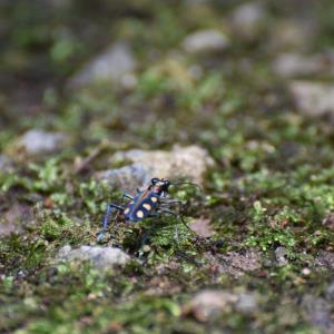 Cicindela aurulenta