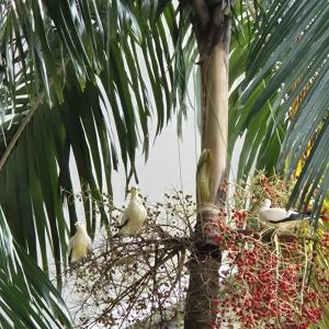 Pied imperial pigeon