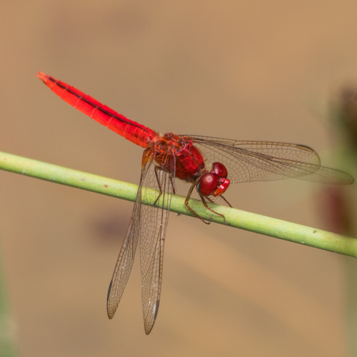Common scarlet