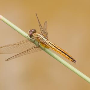 Common scarlet