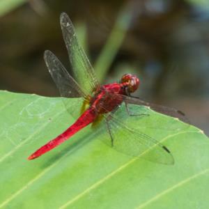Common redbolt