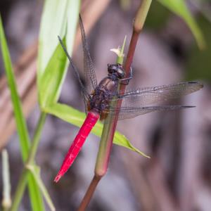 Spine-tufted skimmer