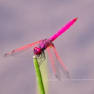 Crimson dropwing