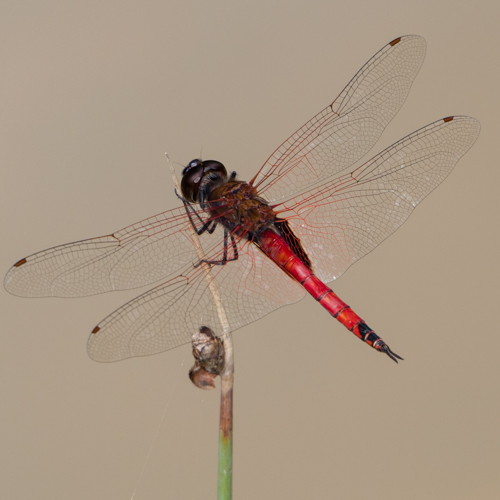 Saddlebag glider