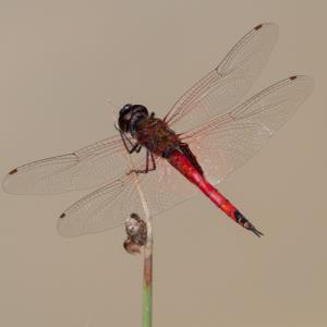 Saddlebag glider