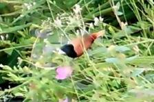 Chestnut munia