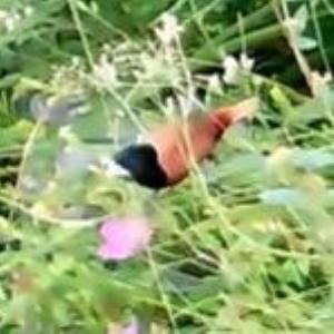 Chestnut munia