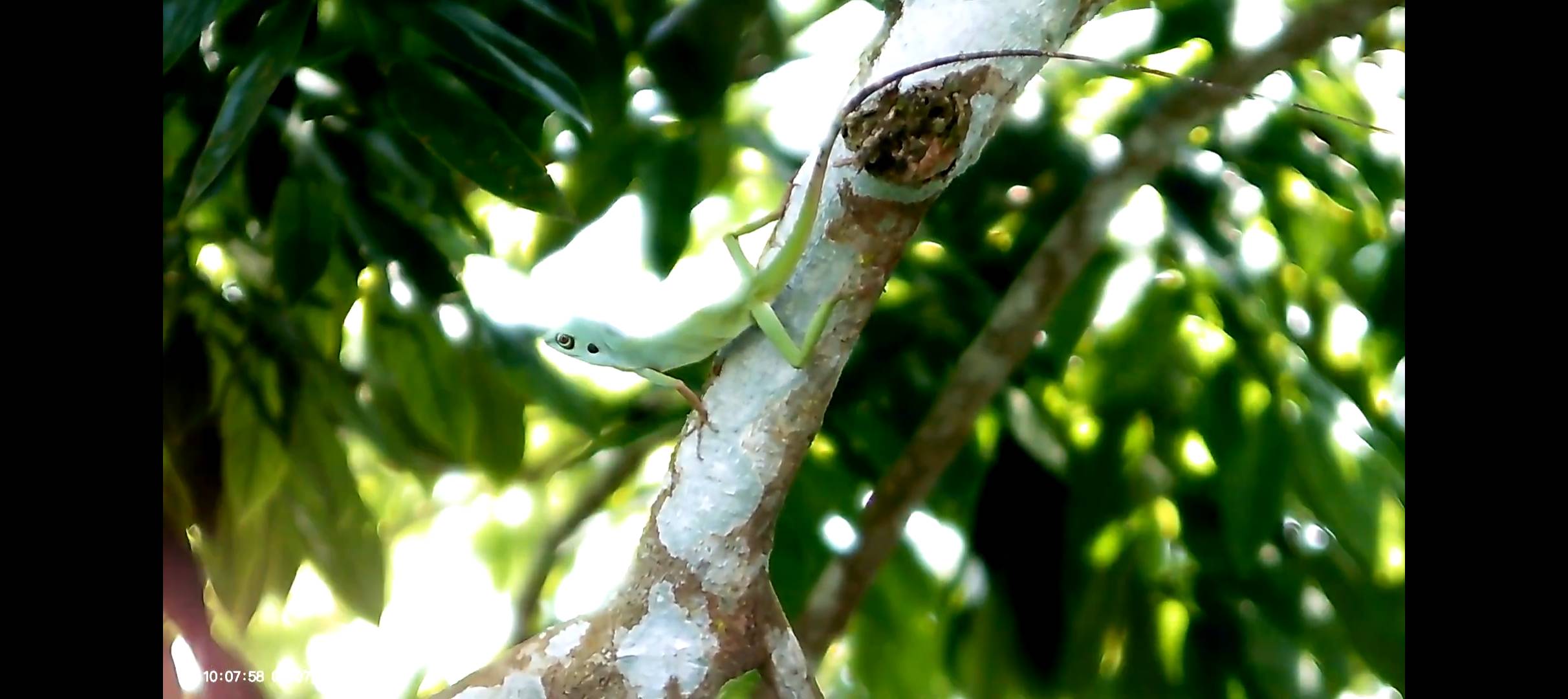 Green crested lizard