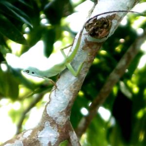 Green crested lizard
