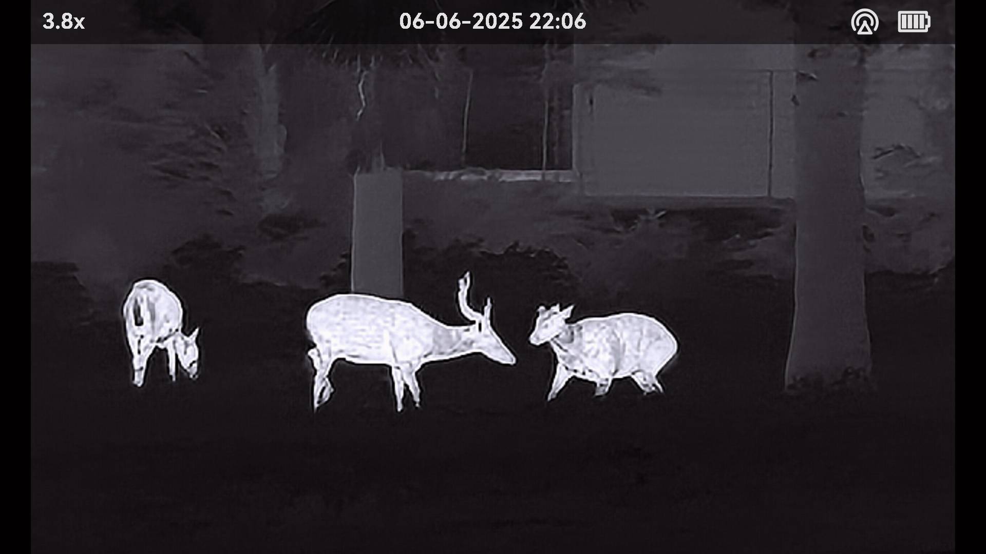 Sambar deer