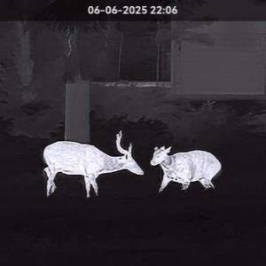 Sambar deer