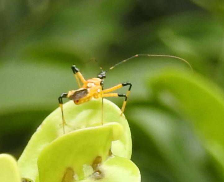 Assassin bug