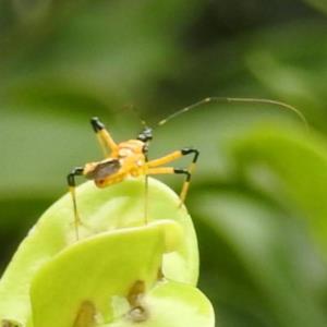 Assassin bug
