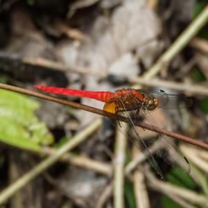 Scarlet skimmer