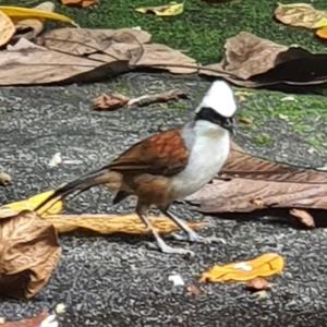 White-crested laughingthrush