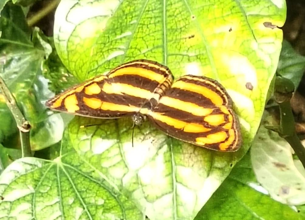 Lasippa tiga siaka - malayan lascar