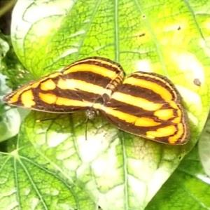 Lasippa tiga siaka - malayan lascar