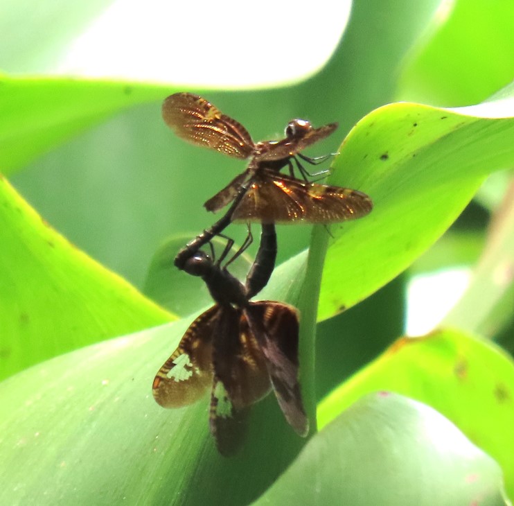 Bronze flutterer
