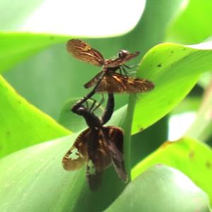 Bronze flutterer