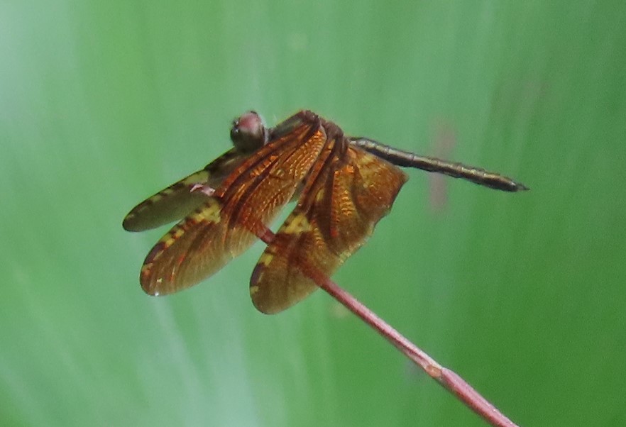 Bronze flutterer
