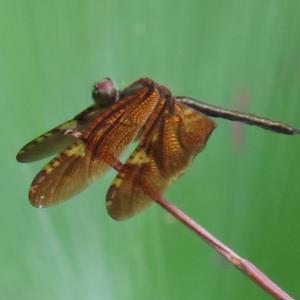 Bronze flutterer