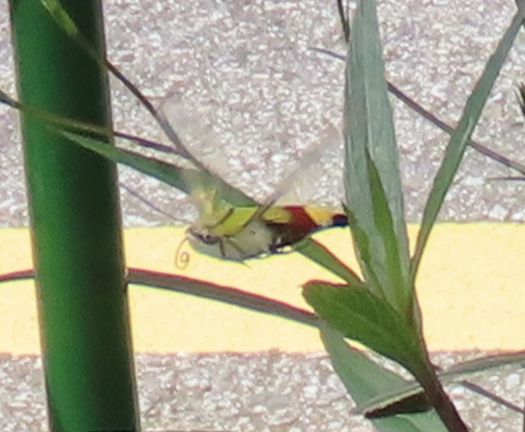 Hummingbird hawk moth