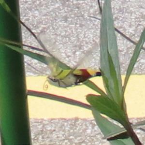 Hummingbird hawk moth