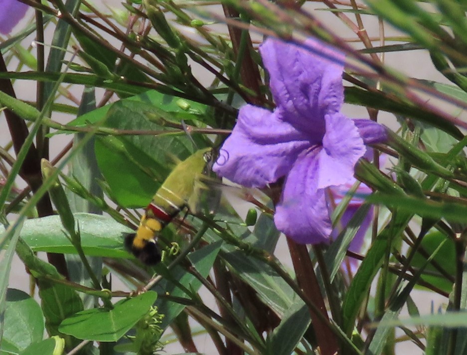 Hummingbird hawk moth