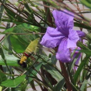 Hummingbird hawk moth