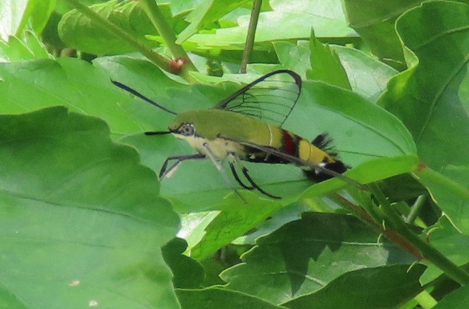 Hummingbird hawk moth