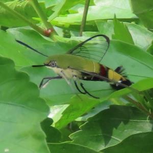 Hummingbird hawk moth