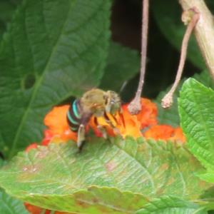 Sunda blue banded digger bee