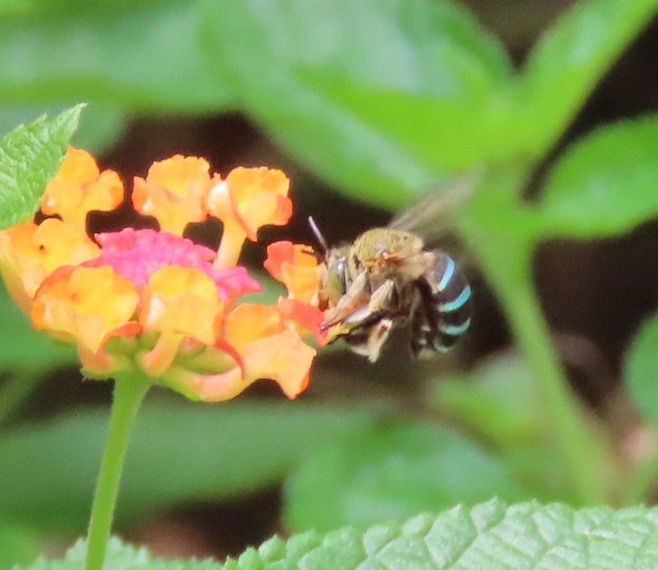 Sunda blue banded digger bee