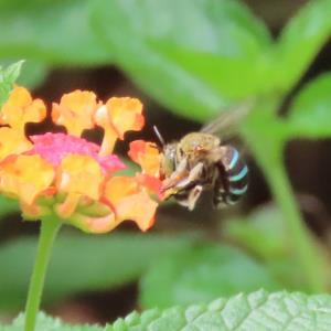 Sunda blue banded digger bee