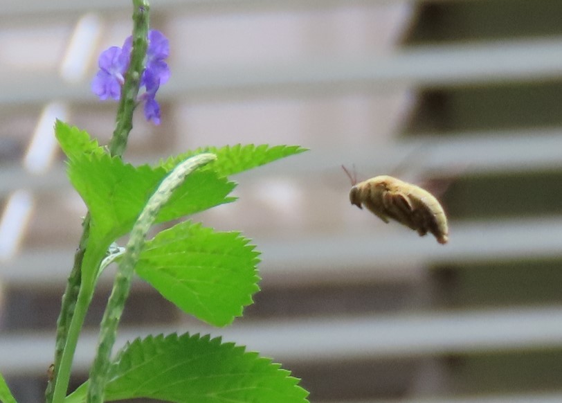 White-cheeked carpenter bee