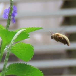 White-cheeked carpenter bee
