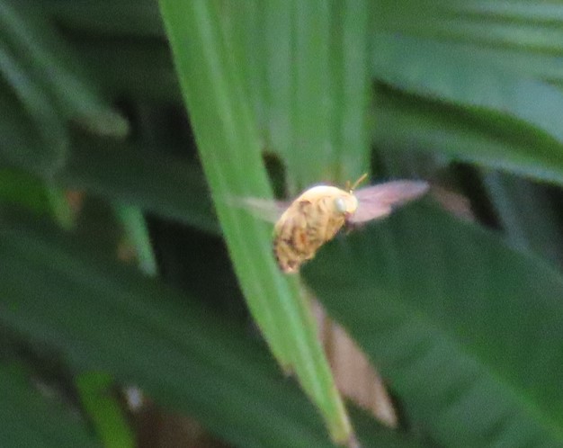 White-cheeked carpenter bee