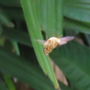 White-cheeked carpenter bee