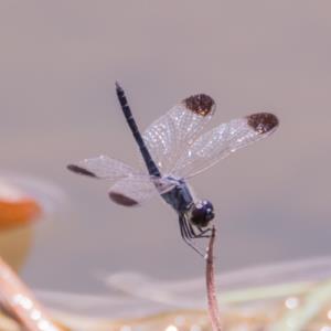 Black-tipped percher