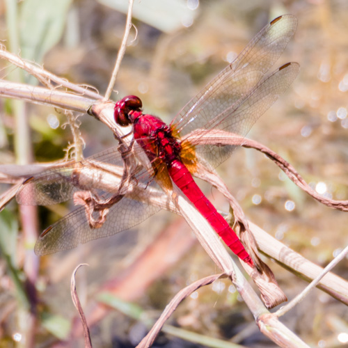 Common redbolt