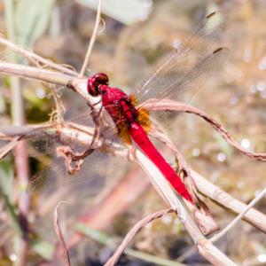 Common redbolt