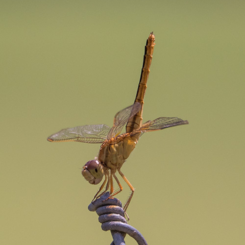 Common scarlet